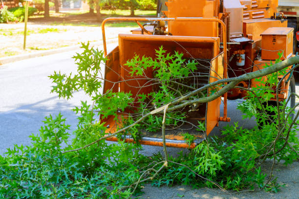 Seasonal Cleanup (Spring/Fall) in Shannon, MS